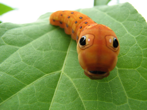 20110415111601_20-Incredible-Eye-Macros-caterpillar.jpg