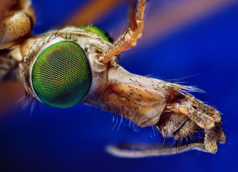 20110415111601_20-Incredible-Eye-Macros-crane-fly.jpg