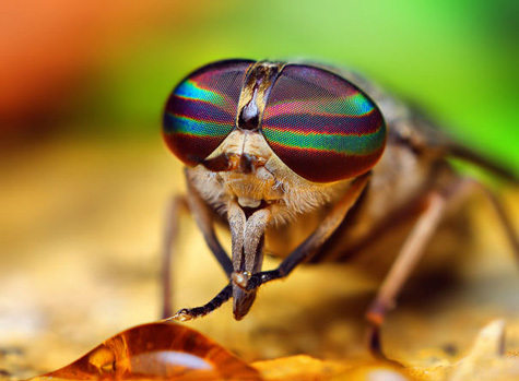 20110415111638_20-Incredible-Eye-Macros-horse-fly.jpg