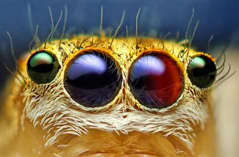 20110415111652_20-Incredible-Eye-Macros-jumping-spider1.jpg