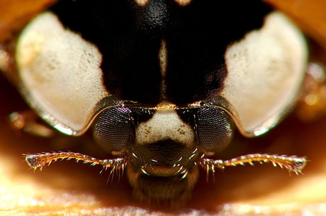 20110415111652_20-Incredible-Eye-Macros-ladybug.jpg