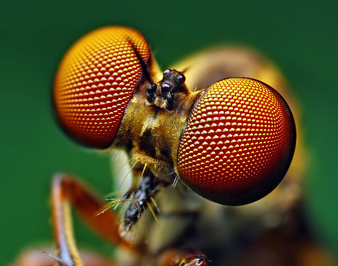 20110415111712_20-Incredible-Eye-Macros-robber-fly2.jpg