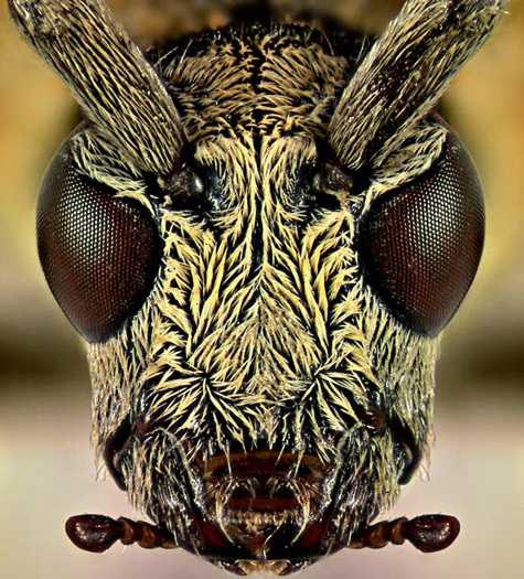 20110415111712_Looking-at-the-World-through-a-Microscope-beetle.jpg