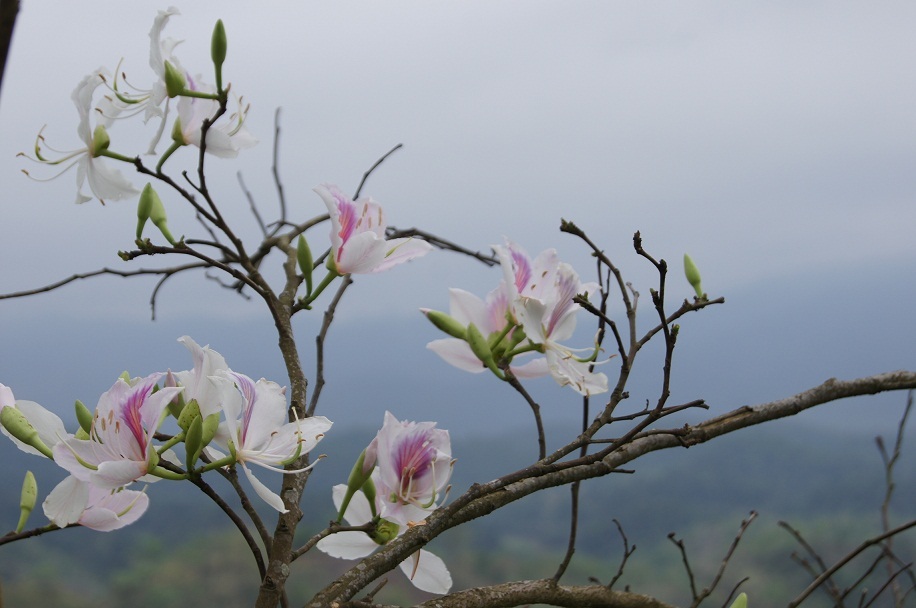 'Tình không thành, chết hóa thành ban....
