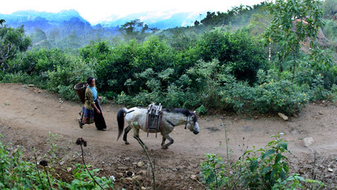 Cuộc sống trên đỉnh thủy tổ loài chè