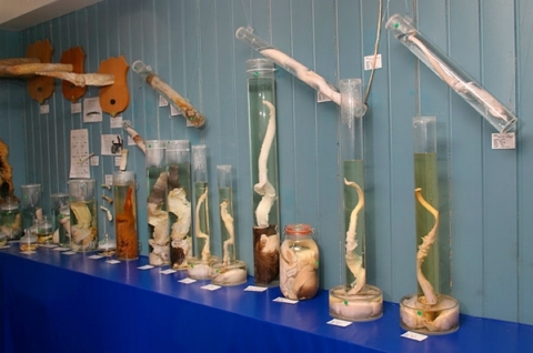 Tour lạ: Đến bảo tàng trưng bày 