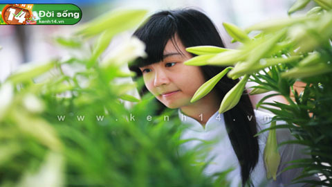 Mùa hoa loa kèn tinh khôi trong tháng tư Hà Nội