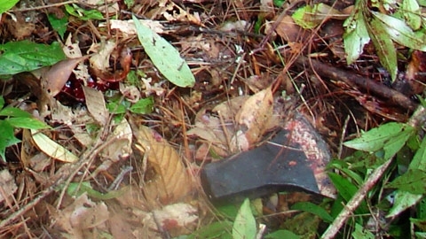 Phát hiện lưỡi rìu cạnh xác voi Back Khăm