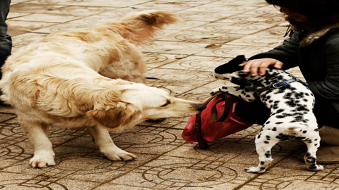 Teen sốt xình xịch với trào lưu chơi chó cảnh