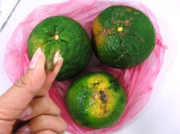 Bóc trần 