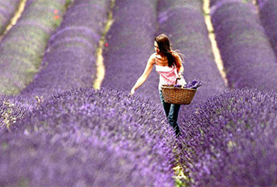 Ngắm thung lũng oải hương đẹp mê hồn