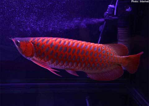 Xem con cá hiếm giá hơn 55.000 USD