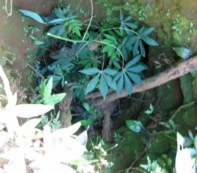 Phú Yên: Trồng sắn trên di tích quốc gia