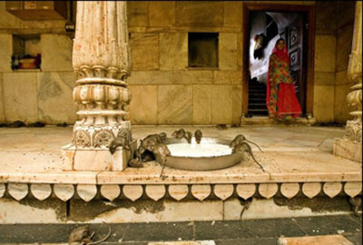 Lạ lùng ngôi đền thờ... chuột