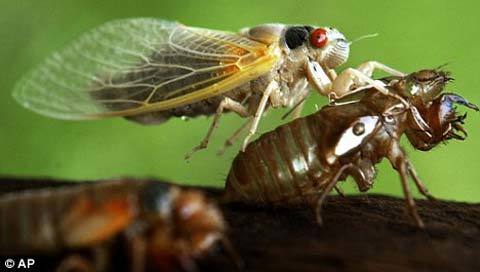 Hàng tỷ con ve sầu tấn công nước Mỹ