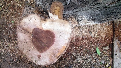 'Sưa tặc' tung hoành Hà Nội