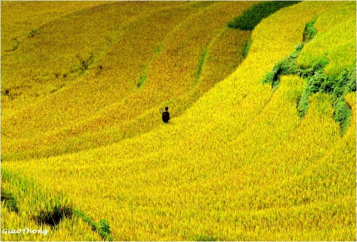 Mù Căng Chải 
