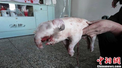 Kỳ lạ lợn có vòi