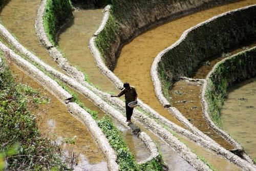 Bức tranh tuyệt đẹp mùa nước đổ
