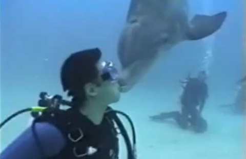 Ngắm màn hôn cá heo say đắm