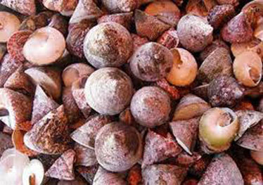 Sức hút thần kỳ của vú nàng
