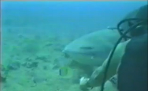 Khi 'hung thần' bị chọc giận