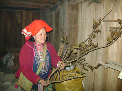 Lên Hoàng Liên Sơn gặp Tây vương nữ… thuốc