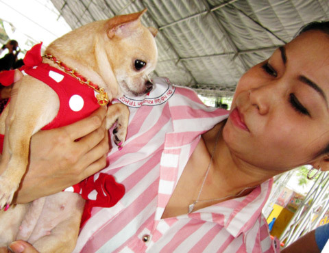 Người xinh đưa khuyển đẹp đi thi