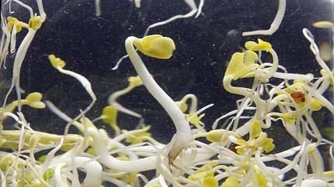 Chưa chắc giá đỗ là nguyên nhân gây khuẩn E.Coli