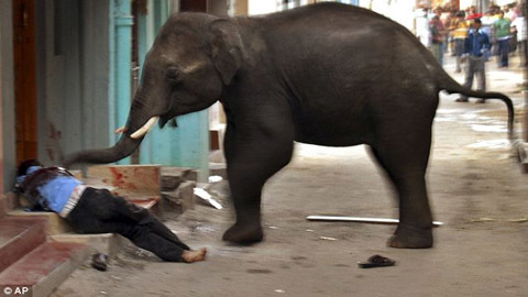 Thế giới 24h:  Náo loạn vì voi rừng tấn công