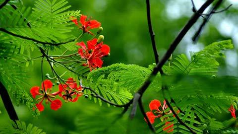 Ai đưa em qua những mùa phượng vĩ