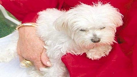 Chú chó thừa kế 12 triệu USD qua đời