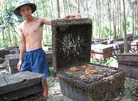 Lạ lùng nghề đưa... ong đi tìm hoa
