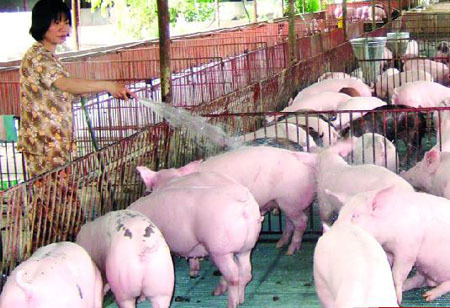 Thương lái Trung Quốc tận thu heo Việt Nam