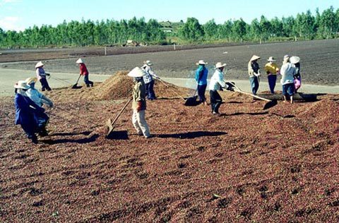 TQ ồ ạt gom nông sản Việt: Coi chừng nông dân bị lừa