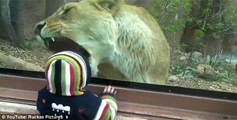 Hoảng hồn sư tử tìm cách ăn thịt bé 1 tuổi