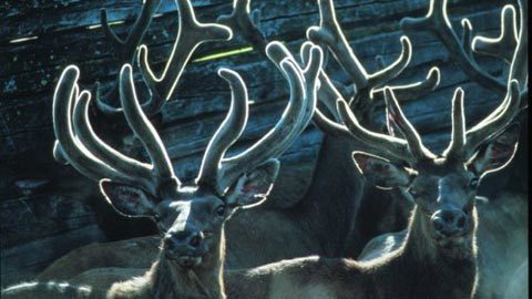 Sản phẩm từ Hươu - quà tặng quý từ thiên nhiên