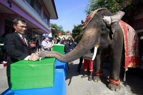 Xem voi đi bỏ phiếu