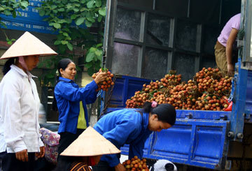 Trung Quốc siết nhập khẩu vải thiều Việt Nam