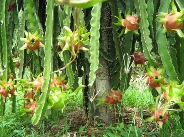 Một người đàn ông bị giết, cắt đứt tai