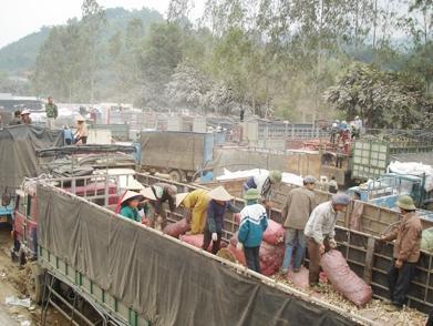 Nông sản 'chảy' tiểu ngạch sang Trung Quốc