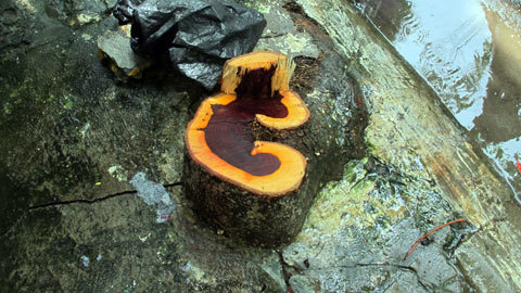 Thêm 3 cây sưa đỏ bị triệt hạ trong đêm