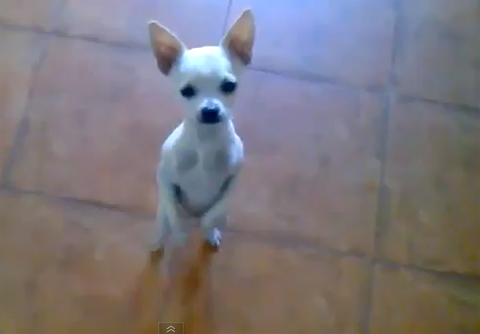 Chú chó 