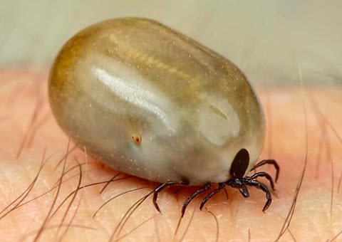 Những bậc thầy 'ăn kiêng' trong giới động vật