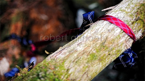 Rừng tự tử ở Nhật Bản