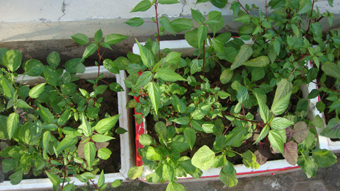 Khi các bà nội trợ 