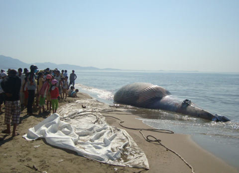 Chôn cất cá voi chết ở biển Ninh Thuận
