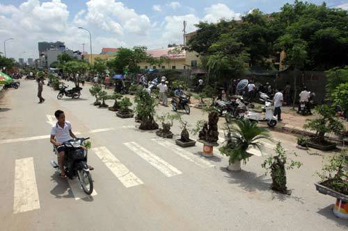 Chợ cây đặc biệt ở Thủ đô