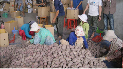 Người TQ thuê đất Việt Nam trồng... khoai lang