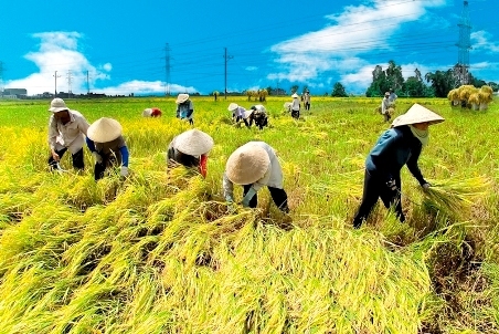 Muốn giàu, không thể chỉ trông vào lúa gạo